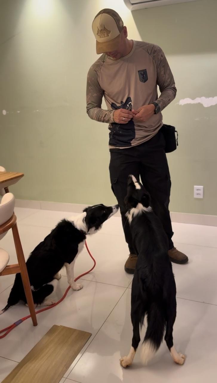 Guilherme em atendimento dentro de casa com dois border collies