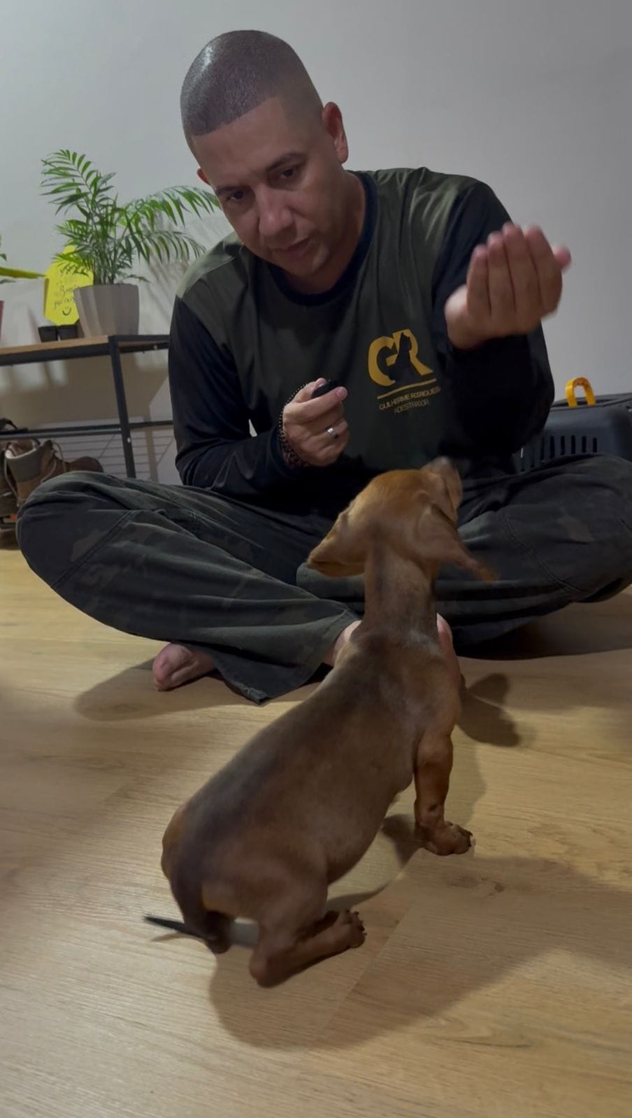 Guilherme treinando um filhote de dachshund no chão, com clicker na mão