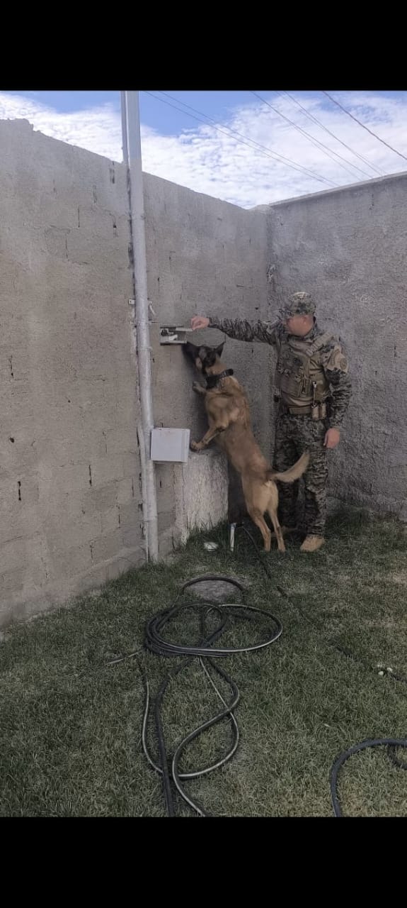 Guilherme fardado em treino de faro com um malinois